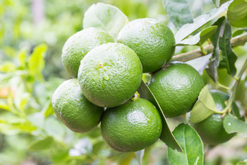 Green lemons hanging on tree