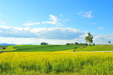 Landscape of Cultivated Lands at Countryside 