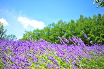 Fototapeta premium Colorful Lavender Flower Fields 