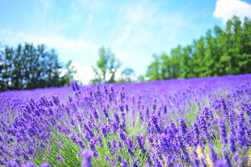 Colorful Lavender Flower Fields  © karinkamon