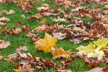 close up of brown and gold fall leaves in grass