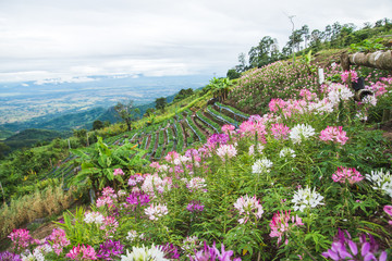 field Cleome Flowers, Cleome Flowers
