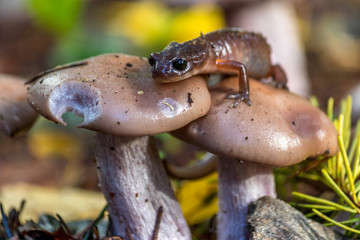 salamander mushroom crawl