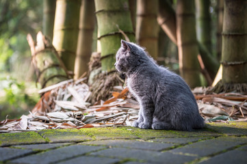 The kitten in the outdoor park
