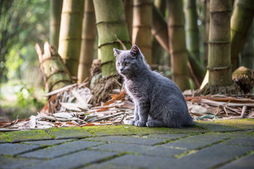 Obraz premium The kitten in the outdoor park