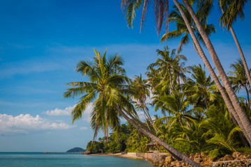 Fototapeta na wymiar Palm trees on the beach by the ocean. Beautiful blue sea. Tropics. Thailand.