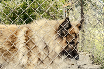 Dog behind the fence Sad