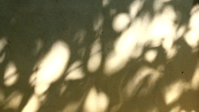 leaf shadow on wall