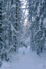 Beautiful winter forest. Merry Christmas and New Year. Nature of Siberia. Красивый зимний лес. С рождеством и Новым Годом. Природа Сибири 