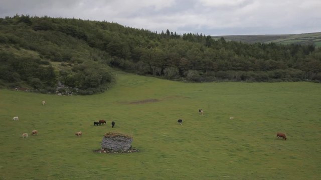 WS HA LD Cows and Sheep Grazing in Meadow / Ireland