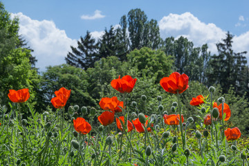 red poppy on a green field