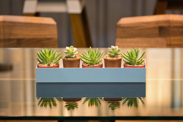 Row of cactus and succulent