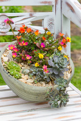 A earthen flowerpot with rock garden plants.
