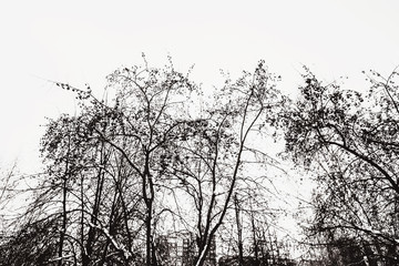 Leafless tree branches abstract background. Black and white.