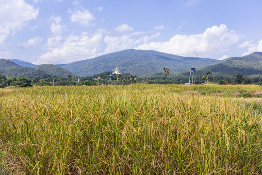 golden rice field with Thai temple on the mountain