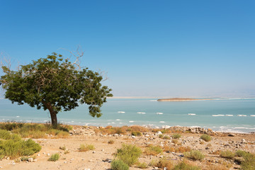 Fototapeta na wymiar Tree at Dead sea, Israel.