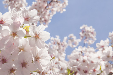 Sunburst Cherry Blossom