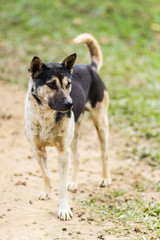 thai stray dog in grass