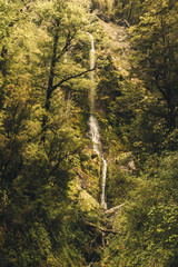 Waterfall in New zealand forest