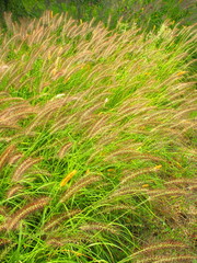 野原のチカラシバ