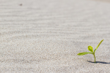 Plant sprouting in the desert Sahara. Seedling sand