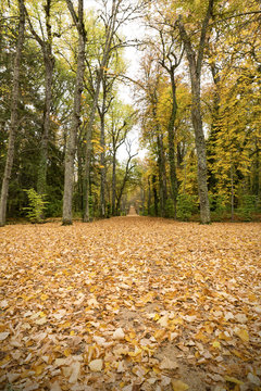 Fototapeta Path in the autumn forest