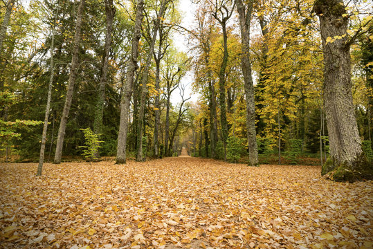 Fototapeta Path in the autumn forest