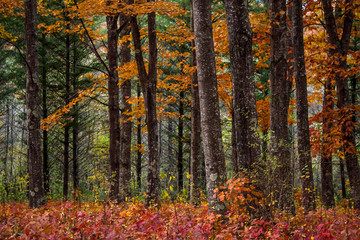 Fototapeta premium Beautiful autumn forest