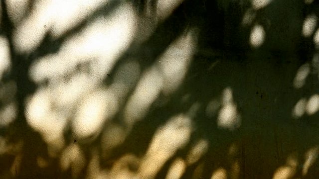 leaf shadow on wall