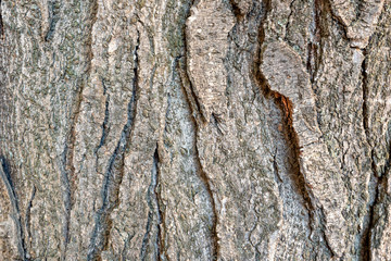 Poplar bark macro
