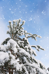 Branches covered with snow