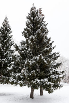 High fir tree growing in the forest in winter