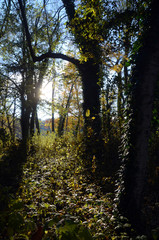 Obraz premium lichtdurchflutet