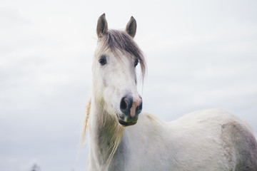Obraz na płótnie Canvas Portrait of White Horse Looking away in New Zealand