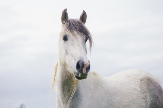 Portrait of White Horse Looking away in New Zealand