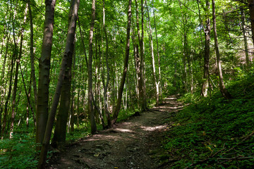 Beautiful forest in Koprivnice