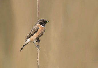 Stone chat