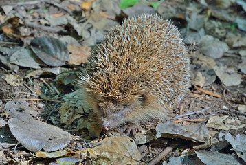 Hedgehog 3