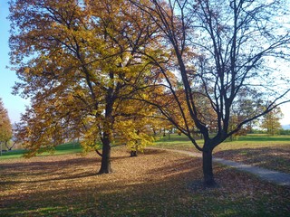 autumn season with fallen yellow leaves