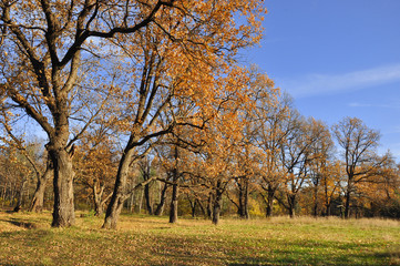 Fototapeta na wymiar Autumn in the oak grove