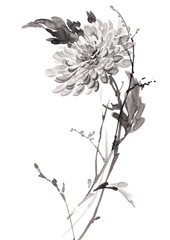 Ink illustration of flower, blooming chrysanthemum. Sumi-e, u-sin, gohua painting stile. Silhouette made up of black brush strokes isolated on white background.