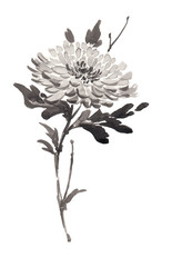 Ink illustration of blooming flower, chrysanthemum. Sumi-e, u-sin, gohua painting stile. Silhouette made up of black brush strokes isolated on white background.