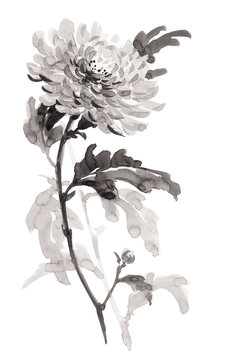 Ink illustration of flower chrysanthemum. Sumi-e, u-sin, gohua painting stile. Silhouette made up of black brush strokes isolated on white background.