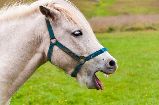 Icelandic white horse
