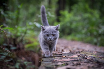 The kitten in the outdoor park © chendongshan