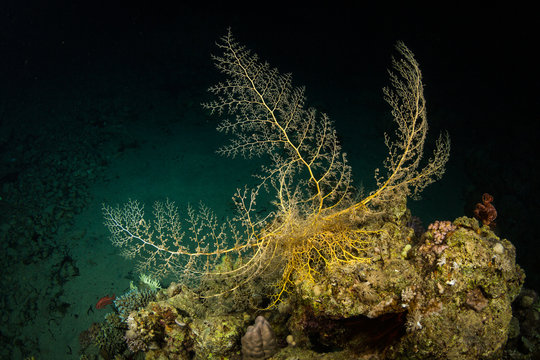 Fototapeta Night coral reef