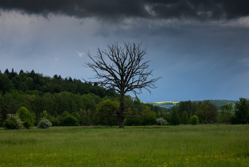 Obraz premium The tree in a field in sunlight