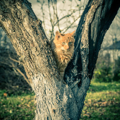 Red domestic tomcat on the tree