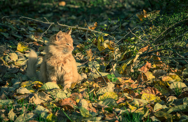 Red domestic tomcat among the grass and leaves