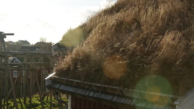 House with grass on the roof. The green roof. Traditional roofs in Norway. Lofoten Islands. 